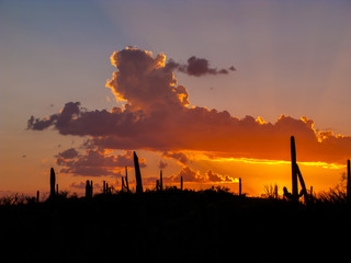 Orange Clouds over Saguaros