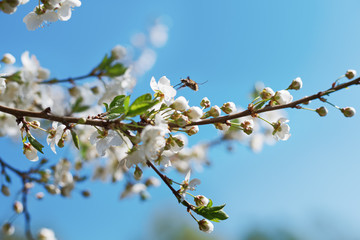 Beautiful flowering fruit tree and bee honeybee on flower