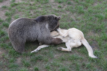 Bear and dog are friends , Friendship of a dog and a bear
