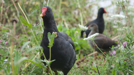 Moorehen Family