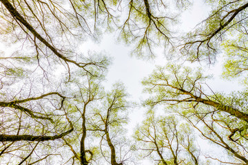Looking up at the sky through a green willows and poplars trees forest during spring