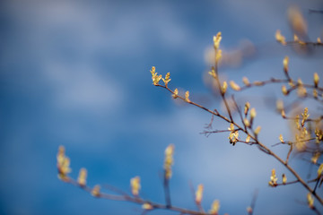 young tree leaves