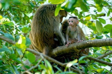 Sri Lankan Monkeys At Yala National Park. The Toque Macaque Is A Reddish Brown Coloured Old World Monkey Endemic To Sri Lanka