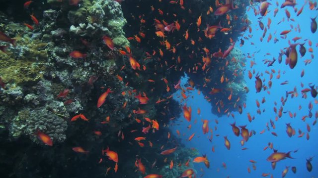 red anthias under an over hang