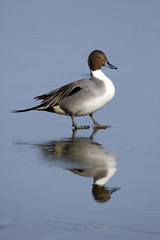 Northern Pintail Duck