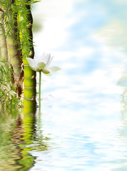 Obraz na płótnie Canvas décor aquatique bien-être, lotus et bambou 