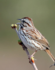 Sparrow