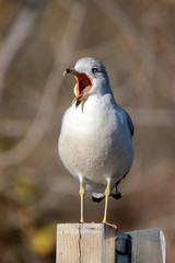 Ring-Billed Gull