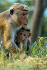 Sri Lankan Monkeys At Yala National Park. The Toque Macaque Is A Reddish Brown Coloured Old World Monkey Endemic To Sri Lanka