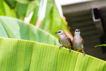 Yellow-vented couple of Bulbul sitting on banana leaf brunch