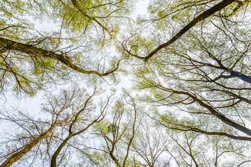 Looking up at the sky through a green willows and poplars trees forest during spring