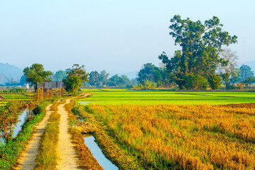 Fototapeta na wymiar Green rice field in the countryside of Northern Thailand