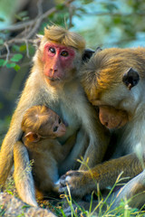 Sri Lankan Monkeys At Yala National Park. The Toque Macaque Is A Reddish Brown Coloured Old World Monkey Endemic To Sri Lanka