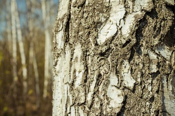 Birch forest in sunlight in the spring morning. Scenic view.