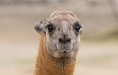 Portrait of a llama © serikbaib