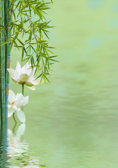 Fototapeta na wymiar composition aquatique zen, lotus et bambous 