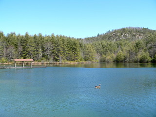 Fototapeta na wymiar Lake Dense im Dupont State Forest, North Carolina, USA