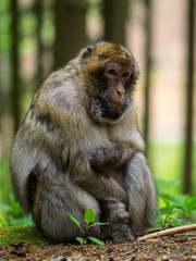 ape portrait bokeh
