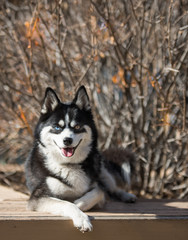 Happy Dog Smiles At Camera With Branches Behind