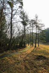 徳島県三好市　黒沢湿原
