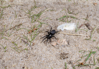 schwarze Spinne auf Sandweg