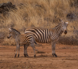 Fototapeta na wymiar Zebra with a baby