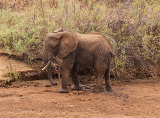 Fototapeta premium Baby elephant walks along the Savannah. Kenya