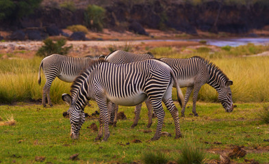 A herd of zebras grazing