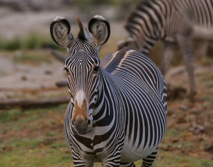 Fototapeta premium Portrait of a Zebra