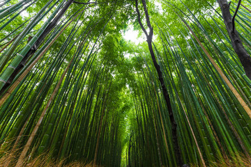 Fototapeta na wymiar Arashiyama bamboo forest uprisen angle view