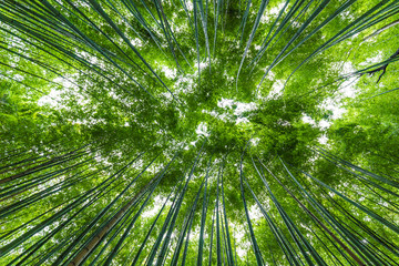 Obraz na płótnie Canvas Arashiyama bamboo forest uprisen angle view