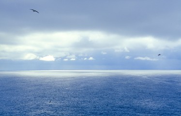 Fototapeta na wymiar Möwen über dem Atlantik, bedeckter Himmel mit Lichtfleck, Island/ Iceland, Europa
