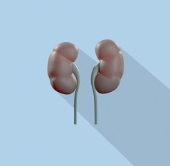 Kidneys infographic. Anatomical icon of kidneys on blue background.3d Illustration.