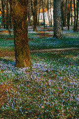 Many crocuses in the grass under the tree. A field of crocuses in the urban park of Cetinje, Montenegro.