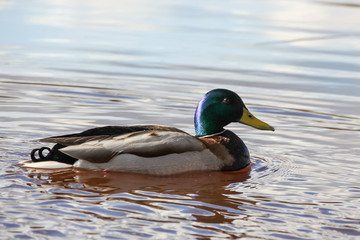 The duck swims. Duck close-up