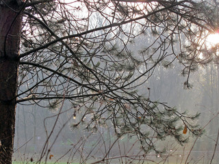 Dixies in December collection