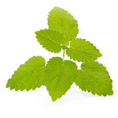 Fresh mint leaves isolated on white background.