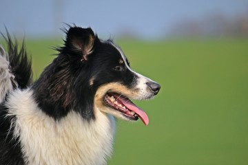 australian shepherd portrait