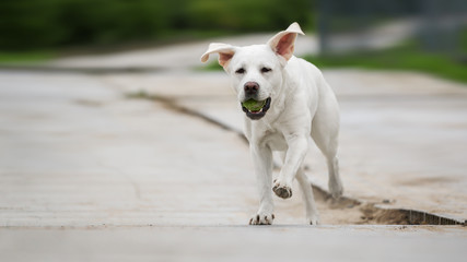 Obraz na płótnie Canvas Junger labrador retriever hund welpe mit tennisball im maul rennt mit hochstehenden ohren 