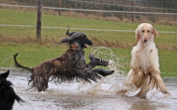 afghanischer windhund hat spa&szlig; im wasser