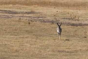 Pronghorn Buck and Doe in Rut