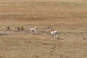 Pronghorn Buck and Doe in Rut