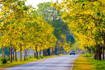 Obraz premium Golden Shower tree in summer Thailand