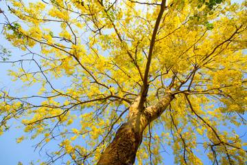Golden Shower tree in summer Thailand