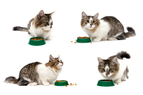 cat sits beside a bowl of food on a white background