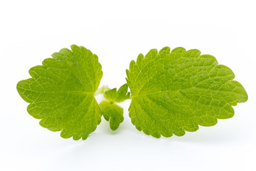 Fresh mint leaves isolated on white background. © gitusik