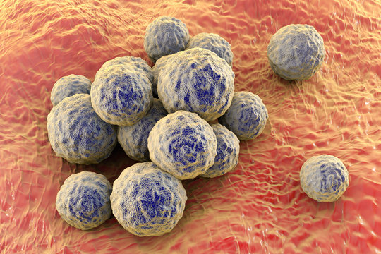 Bacteria methicillin-resistant Staphylococcus aureus MRSA, multidrug resistant bacteria, on surface of skin or mucous membrane, 3D illustration
