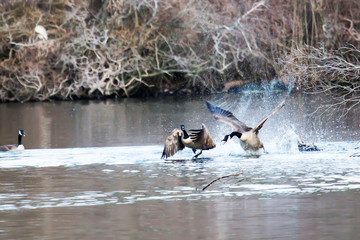 Canadian geese fighting or flirting