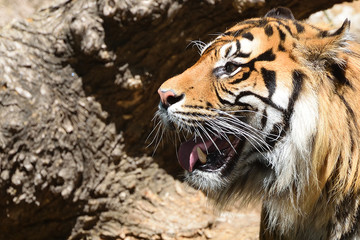 A striped male tiger roaring showing its tusks. Empty copy space for Editor's text.