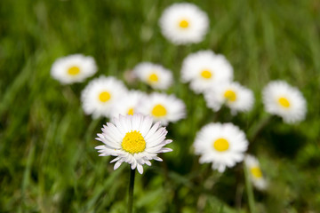 Fototapeta premium Detailed view of clean blooming daisy on a meadow in blurred, green grass on a sunny spring and summer day
